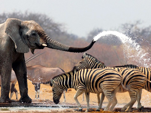 Kruger National Park Safari: Fascinating Haven for Wildlife and Nature Lovers